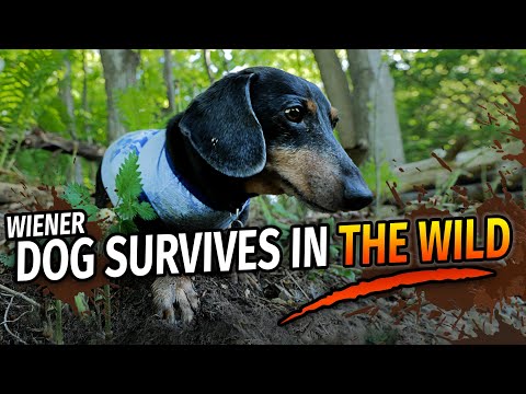 Wiener Dog's Wilderness Survival Show! - with Oakley Dokily the Dachshund!