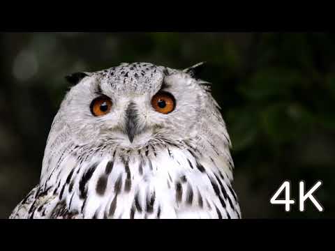 beautyfull owl , revers and beach