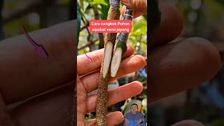 Download lagu Cara mencangkok alpukat diluar negri#tips #petani #fruit mp3 Download lagu Cara mencangkok alpukat diluar negri#tips #petani #fruit mp3