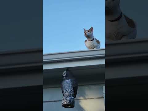 #Cat for viral video 😲😲😲