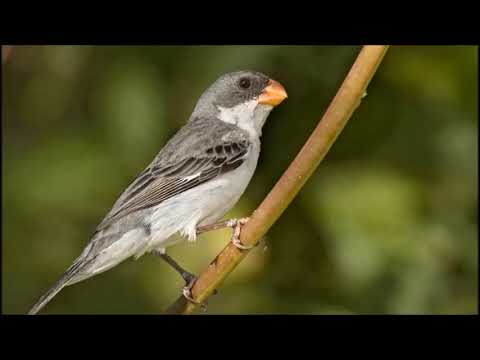 Kňažík bielobruchý (Sporophila leucoptera) — starostlivosť, voliéra a kŕmenie