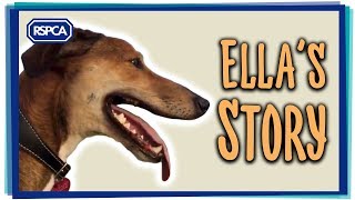 Dog found tied up and abandoned gets new home!