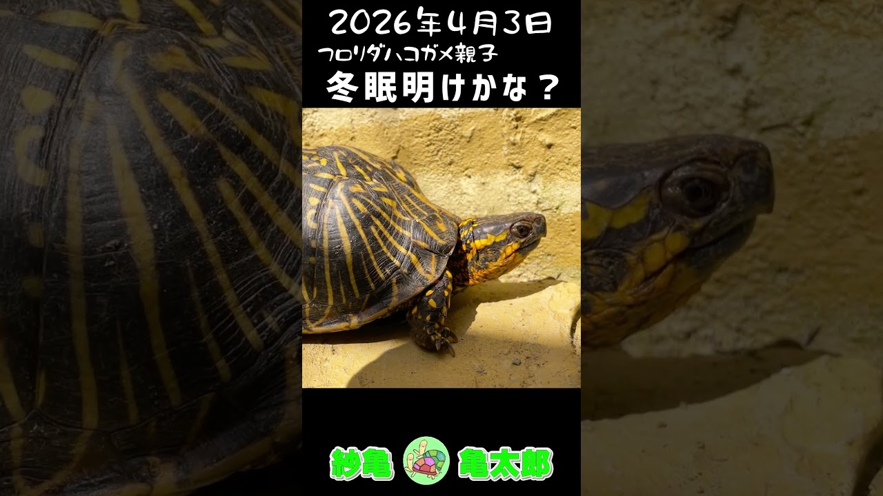 亀観察日記 2026.4.3 「冬眠明けかな？」