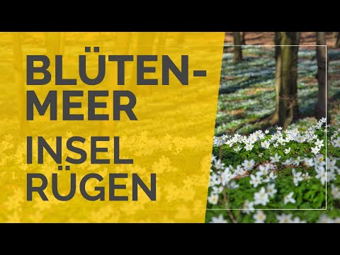 Rügen im April