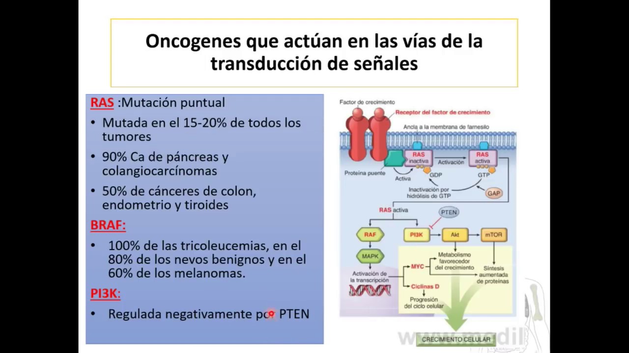 Neoplasias II/ Bases moleculares del cáncer