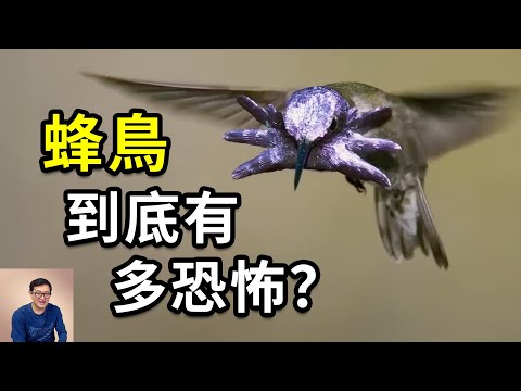 世界上最小的鳥，體型只有花生那麼大！生存之道堪稱奇跡，身體能力突破極限！蜂鳥的瘋狂真相……【老肉雜談】#動物 #鳥類 #科普 #知識 #蜂鳥