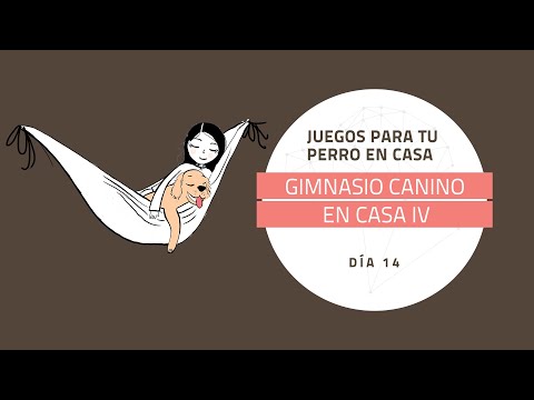 [Juegos para tu perro en casa] DÍA 14: Gimnasio canino en casa IV – Propiocepción