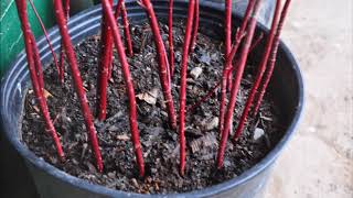 About Redtwig Dogwood
