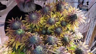 Final Harvest Of The Strawberry Kush And Planting The RDWC Platinum Girl Scout Cookies. #marshydro