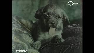 Famille de jeunes chiens