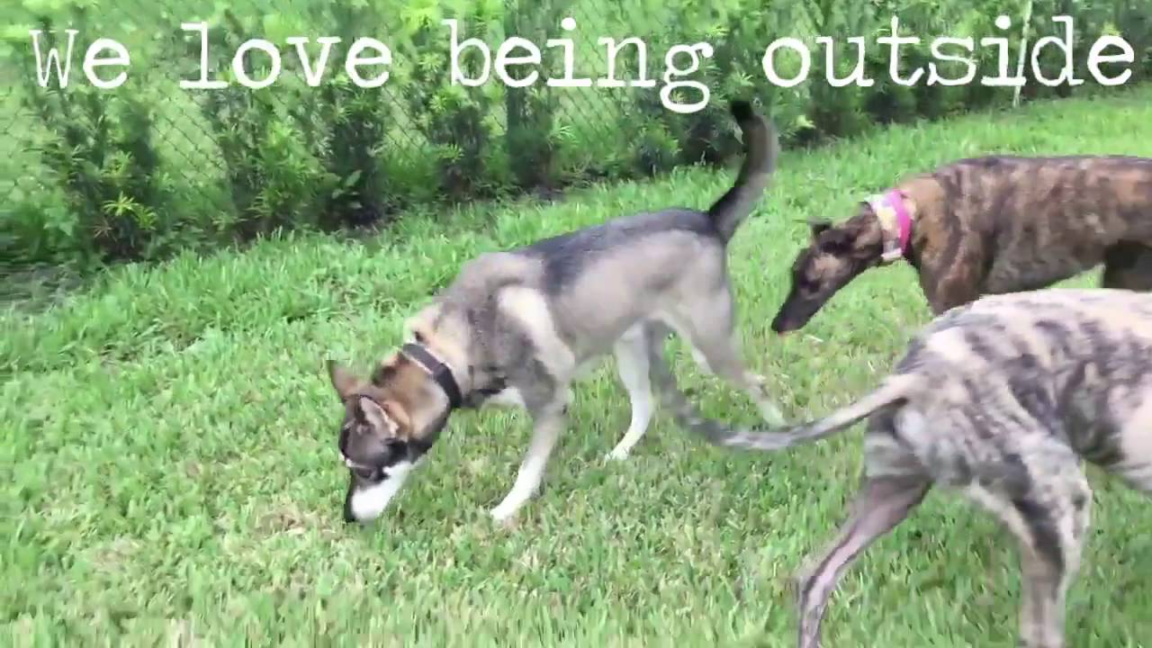 TLC Pet Care Services