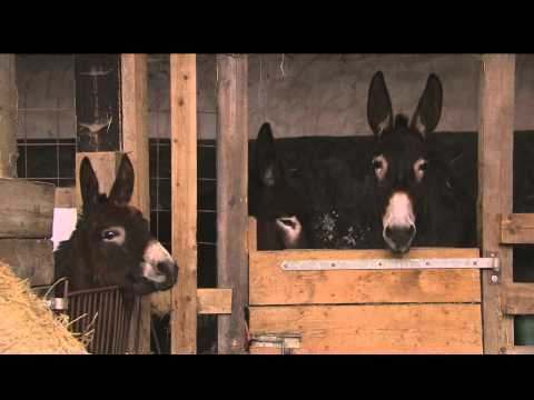 Kluge Esel - Trailer einer Dokumentation von NZZ Format