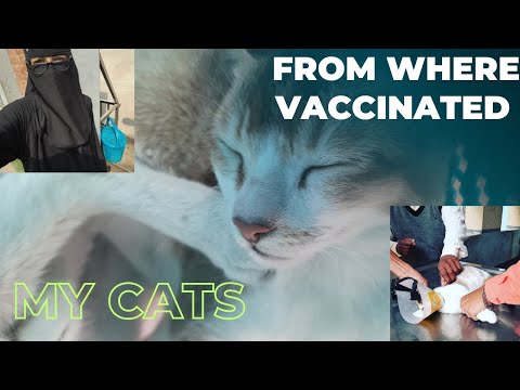 আমার বিড়ালদের কি ভ্যাক্সিন দিলাম | ভেটেরিনারি হাসপাতাল | SURAIYA SANJU| Vlog 36