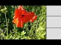 My Garden 409 Red  Popppies Bliss Song By Miss K L slomczynski