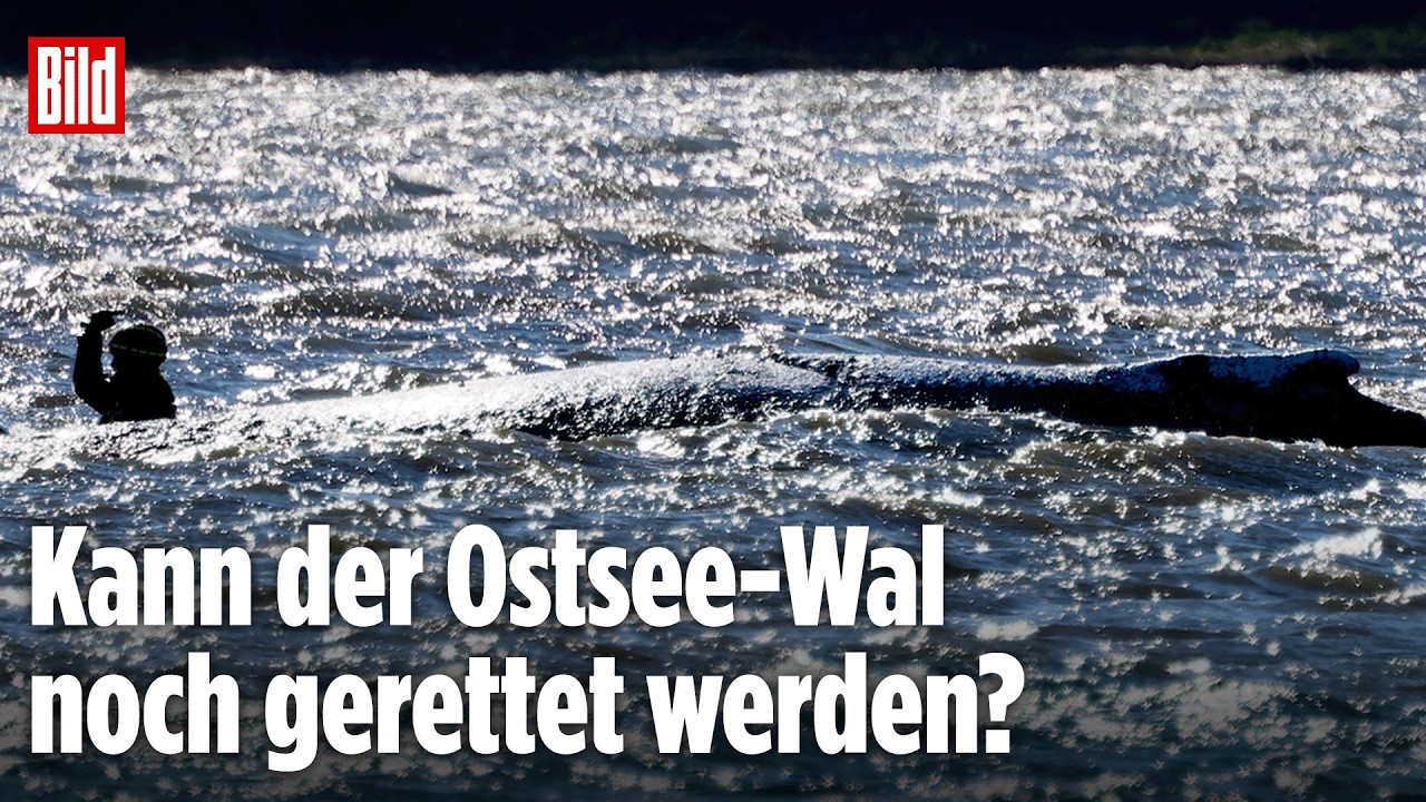 OSTSEE: Tag 22 der Rettung vom gestrandeten Buckewal Timmy im Livestream | BILD LIVE