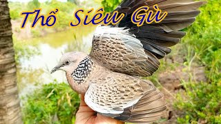 Trận Đấu Mãn Nhãn.  Bổi  Thổ  Siêu Gù  (2/6/2025)