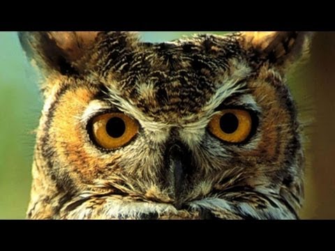 ZNATOKI.lt | Klaipeda 2013