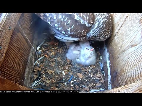Owlets Receive Afternoon Feeding From Female Barred Owl (edited) – April 19, 2021
