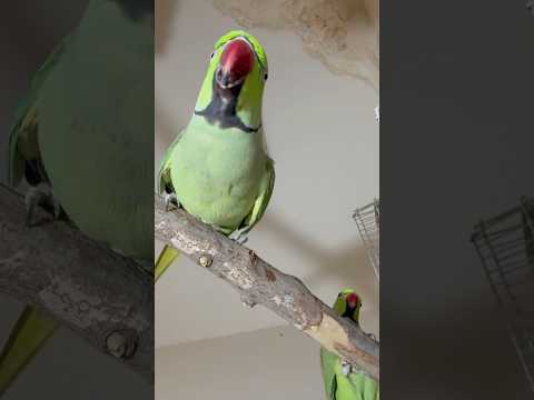 Talking Parrot Mittu 💚 #mittu #talkingparrot #indianringneck