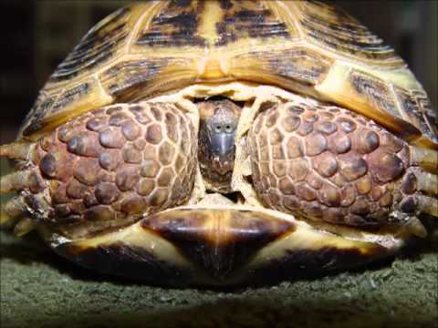 Video thumbnail for Poor Turtle