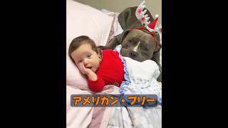 動物には本当に感情があるのだろうか？ #animals #動物プロダクション #自然 #動物 #癒し