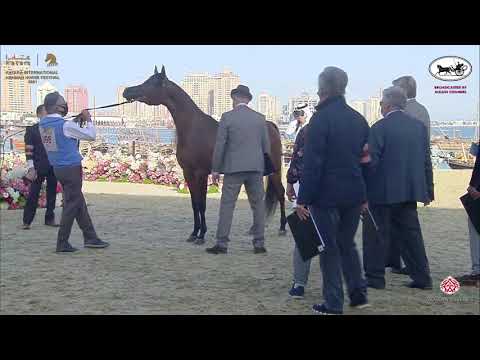 N 98 SULTANAH AL SHAHANIA   Katara International Arabian Horse Festival   Fillies 3 Years Old Class