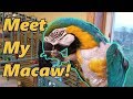 How To Groom A Parrot Meet My Macaw