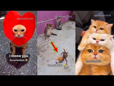 😺 Bruschimichis | Los Mejores Videos de Gatos Graciosos (5 Horas)
