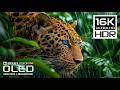 World S High End OLED HDR TEST 16K Nature And Animals Dolby Vision 120FPS 8K 4K Video TV