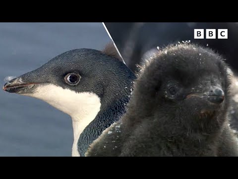 Antarctic Penguin Chicks | Andy's Baby Animals | Andy's Amazing Adventures