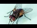 Insects Everywhere!