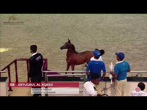 N.58 ERTUGRUL AL AQEED - 22nd Qatar National 2019 - Colt Foals (Class 2A)