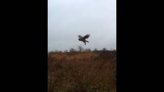 Barred Owl flying in the wind - very cool