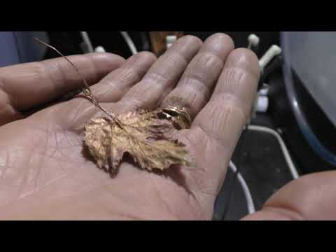 Low acid High Detail Electroforming Formula for Organics