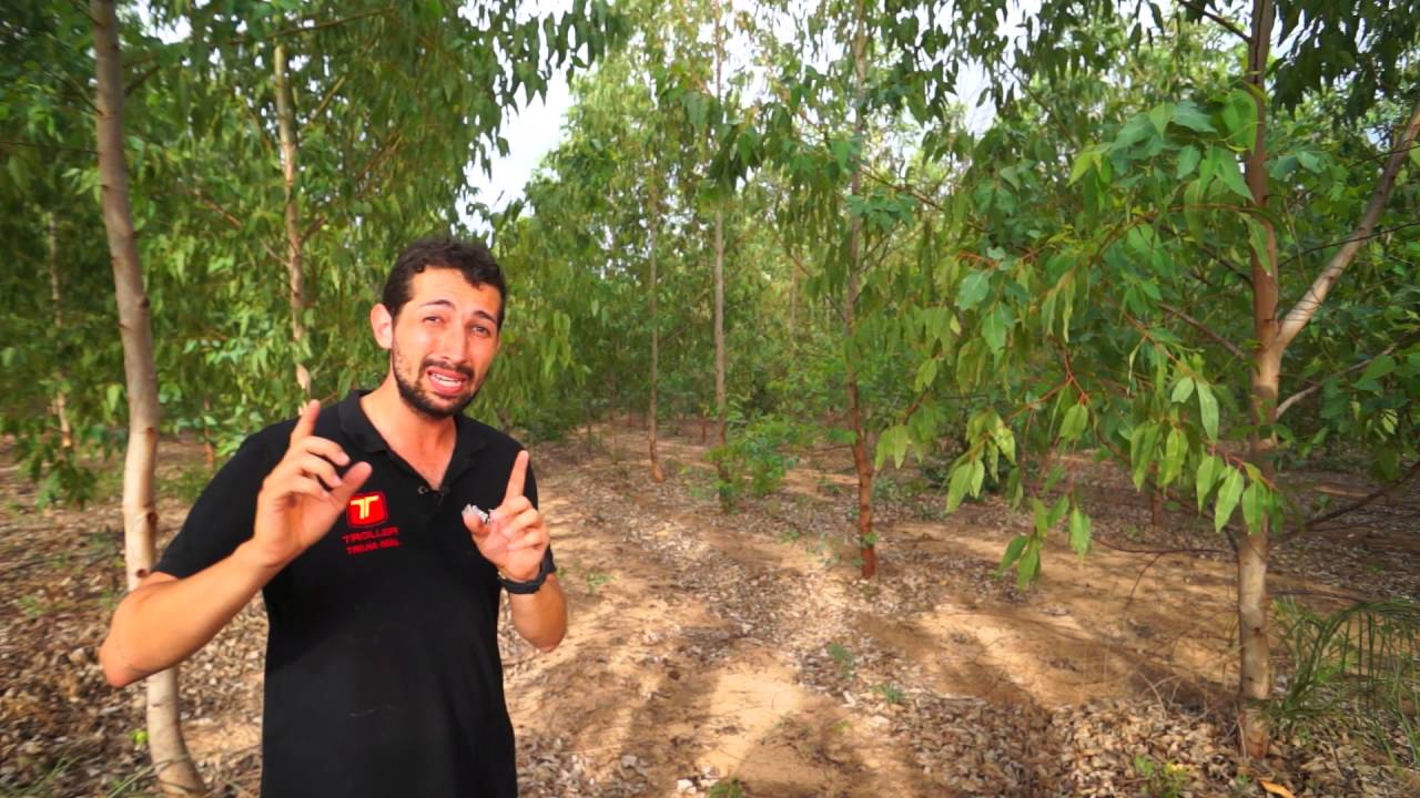SILVICULTURA DE EUCALIPTO - JALAPÃO - Brasil Central [#14] | Terra Negra