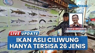 Dampak Pencemaran Lingkungan, 26 Jenis Ikan Lokal Asli Sungai Ciliwung Terancam Punah