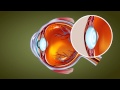 Human Eye - Class 10 Tutorial