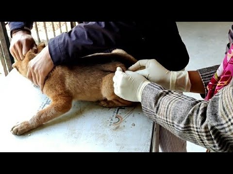 Vaccination in puppy 🐕 || First dose || VET