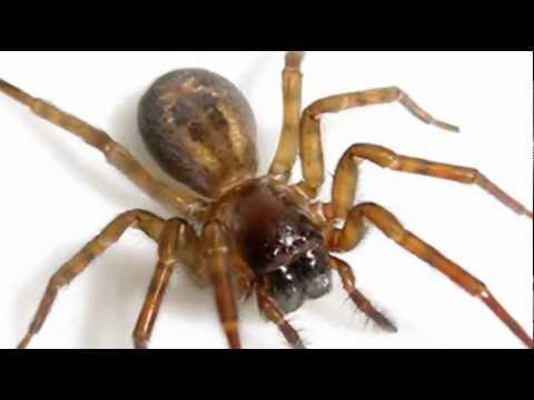 Are Bugs Creepy Crawling Crawlers ✔ JANXEN - BUGCOMPLEX 1.0 (live synthpop) Bug Complex