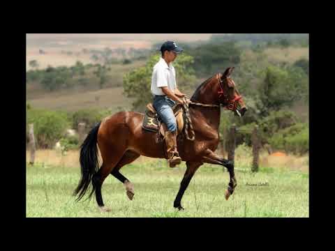 Dengosa das Três Candangas (Original da Terra Molhada X Divisa Nova do Aro)