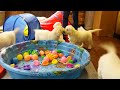 Are you confused about whether choosing the English Cream Golden Retrievers over the ...