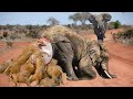 Bloodthirsty Lions Surround And Attack Elephant Giving Birth Can The Baby Elephants Escape Death