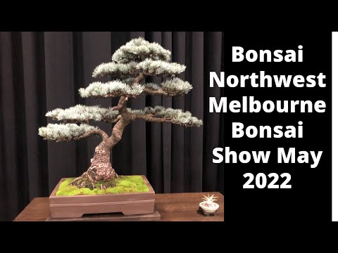 Bonsai Exhibition Bonsai Northwest Melbourne Beautiful bonsai May 2022 walkthrough