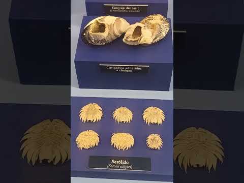 Museo Jacobacci de San Antonio Oeste provincia de Río Negro #travel #patagonia #beautiful #dinosaur