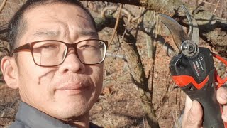 자두 가지치기 수술때문에  서둘러요
