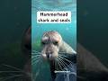 Finding a Hammerhead shark and seals #seal