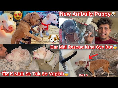 New Ambully Ka Puppy Aya🐶Rock Khush Hogya Puppy Dekh😍Aggressive Pitbull Ko Pakadne Car Mai Gye but😰