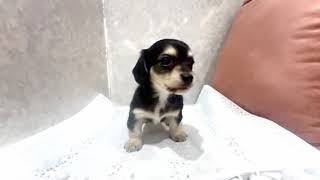 ハーフ犬の動画01