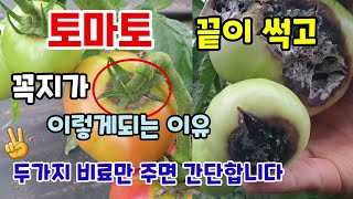 토마토가 갈라지고 토마토끝이 썩고 꼭지가 목질화되는이유 두가지 비료만 주면 간단합니다 토마토칼슘붕소결핍증상