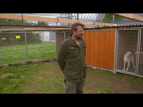 DIE RÜDEN – Gerd Schuster „Casting der Hunde“